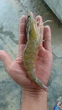 包技術(shù)包回收 連云港匯澤水產(chǎn)特級(jí)南美白對(duì)蝦苗 利潤(rùn)高 全國(guó)送貨上門(mén) 成活率高 工廠化養(yǎng)殖