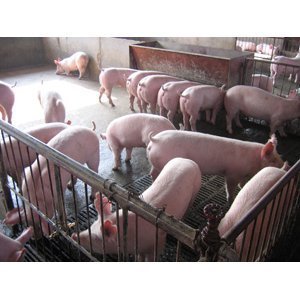 連云港最近仔豬什么價(jià)格,在哪里能買(mǎi)到?_農(nóng)副產(chǎn)品_世界工廠(chǎng)網(wǎng)